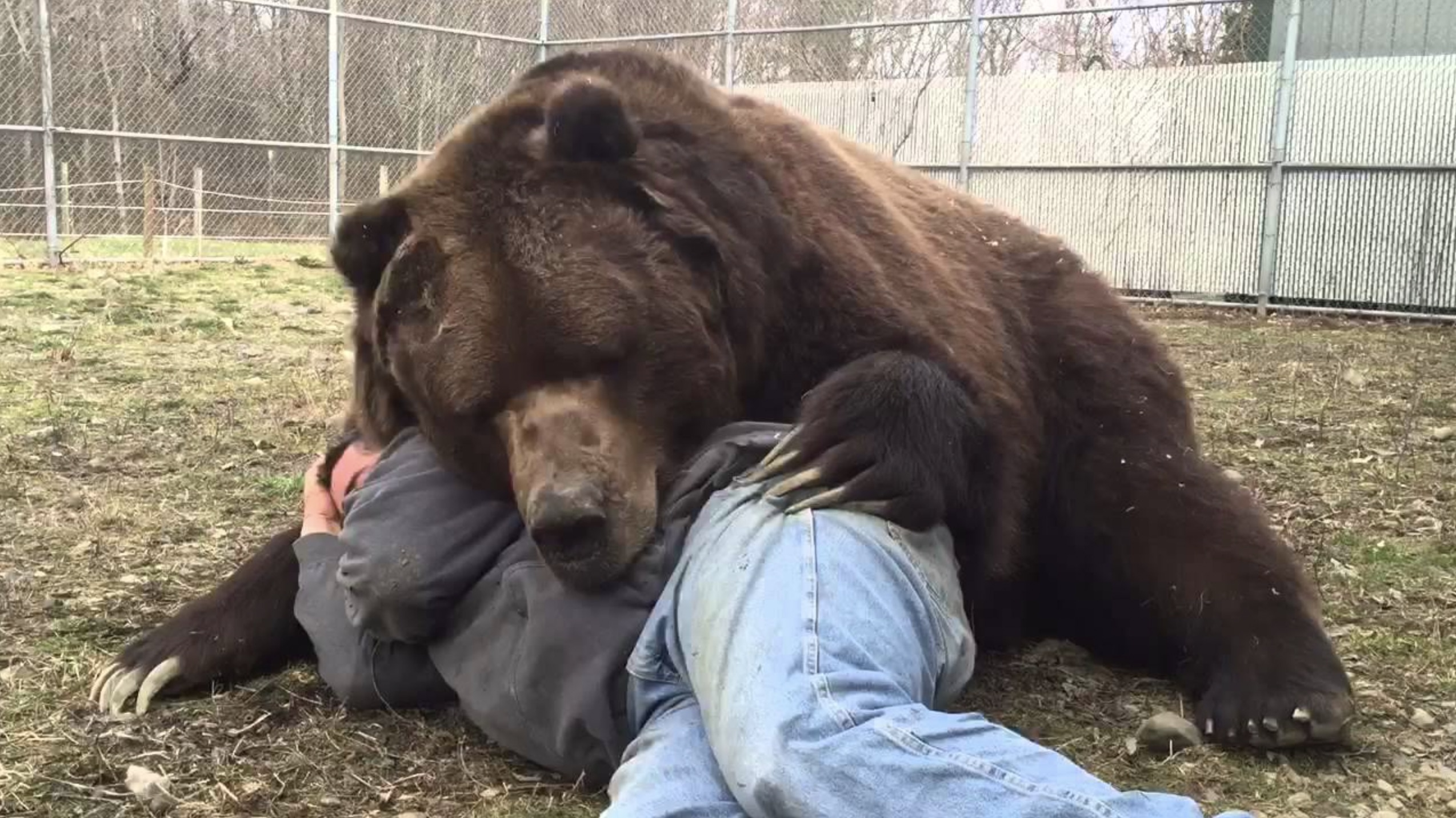 cuddling with a bear